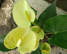 Anthurium Seeds for gardeners building out beds and borders