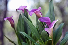 Calla Lily Seeds for a bright addition to the Dark Purple Garden