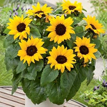 Mini Sunflower Seeds (Helianthus annuus) for seasonal color across the compact home garden and potted planting