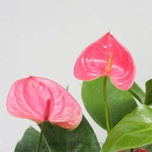Anthurium Flower ��������� Anthurium andraeanum ��������� for planting in light pink garden