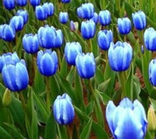 Light Purple Hof Blue-Striped Tulip Seeds for long-term planting in the yard