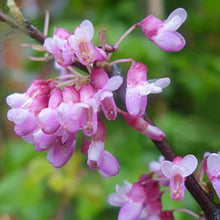 Eastern Judas Tree Seeds for long-term planting in the yard