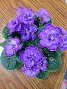 Violet Matthiola incana for planting in perennial flower bed