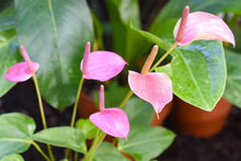 Anthurium Seeds (Anthurium spp.) for a lasting display in the Urban Garden & Flower Bed