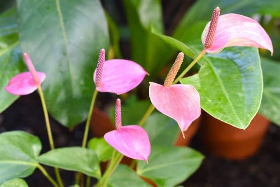 Anthurium Seeds (Anthurium spp.) for a lasting display in the Urban Garden & Flower Bed