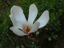 Magnolia Delavayi Chinese Evergreen Magnolia - Fragrant Seeds for reliable seasonal color