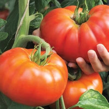 Beefsteak Tomato Seeds (Solanum lycopersicum) for a reliable harvest in the vegetable patch kitchen garden