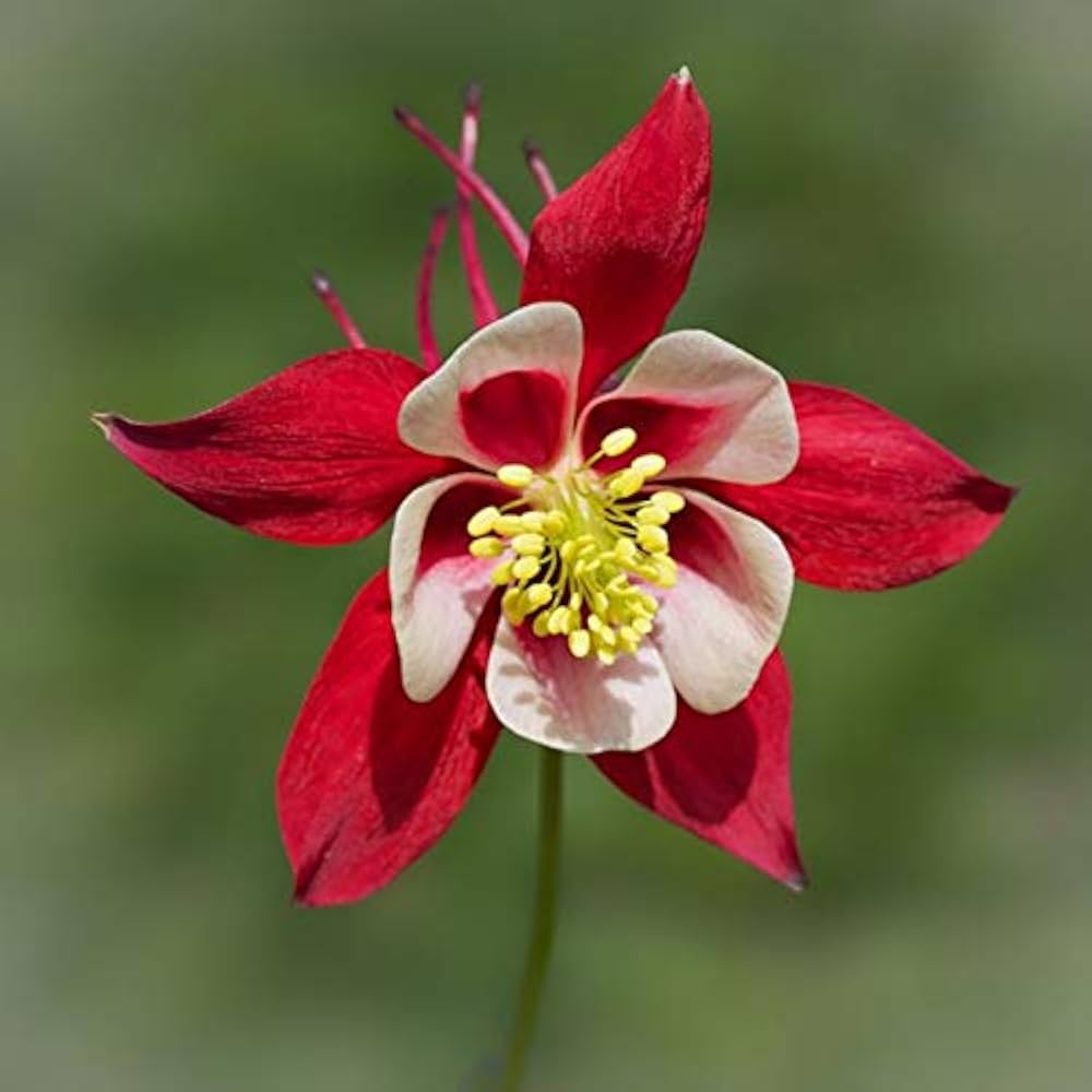 Columbine Aquilegia Vulgaris Red Calvario Seeds for a lasting display in the Pollinator-Friendly Home Gardens