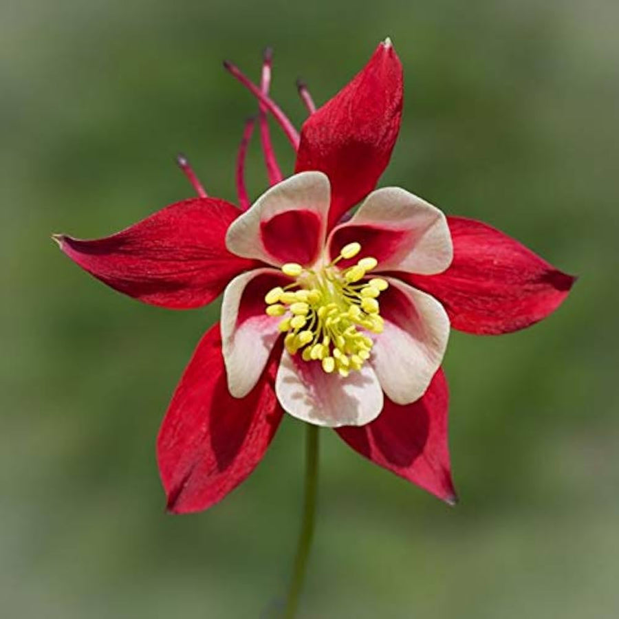 Columbine Aquilegia Vulgaris Red Calvario Seeds for a lasting display in the Pollinator-Friendly Home Gardens