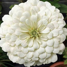 Zinnia Belyy Mishka Zinnia Elegans Seeds for seasonal color across the Flower Bed & Urban Garden