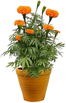 Pot Marigold Seeds for a lasting addition to the Bonsai & Flowering Garden Plants
