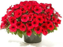 Calibrachoa Kabloom Crave Sunset (Calibrachoa spp.) for annual flower beds