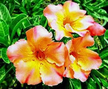 Orange Blossom Seeds for sweet homegrown fruit in the Adenium pot indoor garden