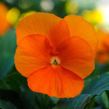 Pansy Seeds for a colorful addition to any planting