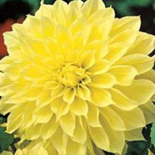 Yellow Dahlia Pinnata Seeds for growers seeking a long-blooming display