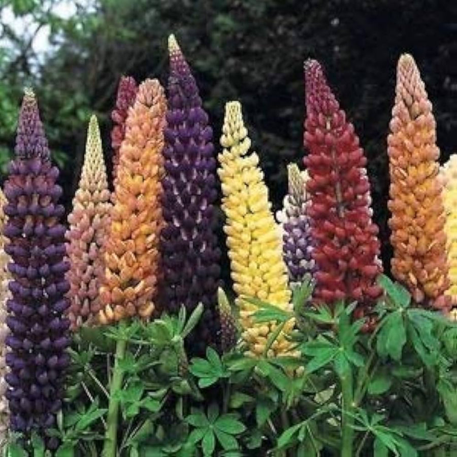 Colorful Lupine Lupinus polyphyllus for planting in cottage garden