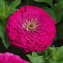 Zinnia Bright Giant Seeds (Zinnia elegans) for seasonal color across the backyard garden and planting