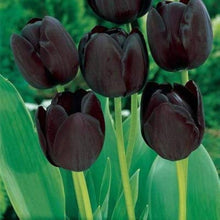 Double Tulip Seeds (Tulipa spp.) for colorful blooms in the Flower Bed & Urban Garden