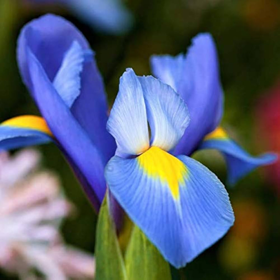 Iris Flower ��������� Iris spp. ��������� for planting in dark blue garden