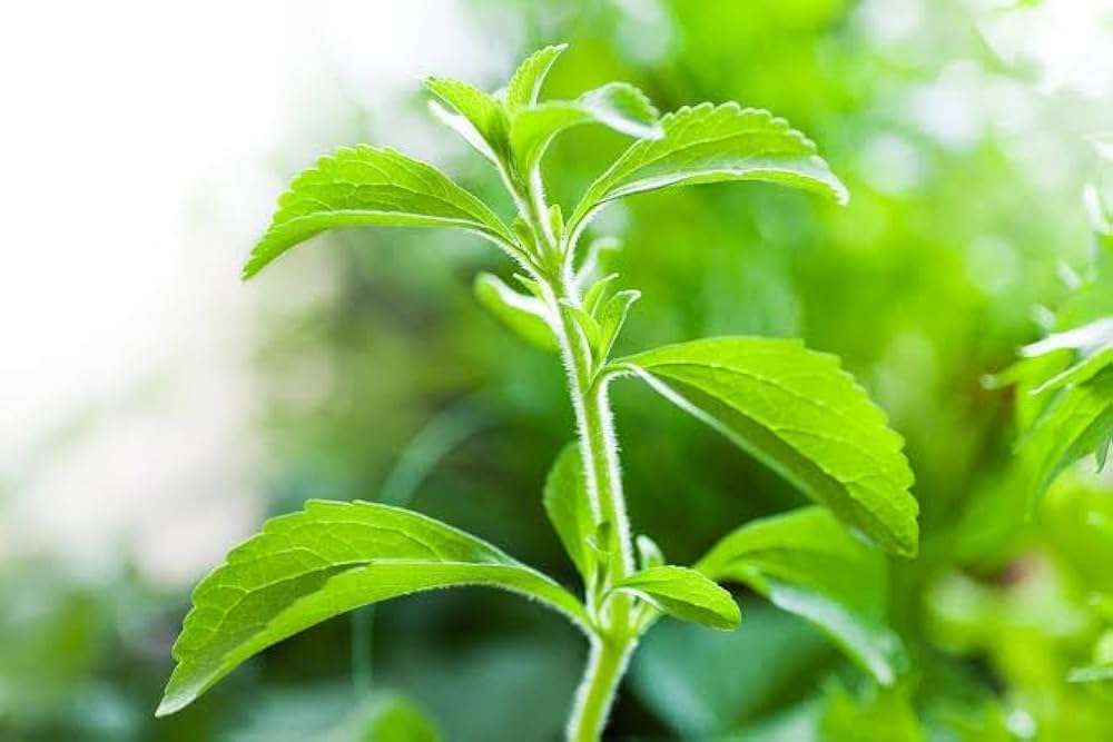 Stevia Tree ��������� Stevia rebaudiana ��������� for planting in green garden