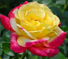 Two-tone rose Rosa spp. white heart pink side flower seeds for planting in backyard garden or balcony pots
