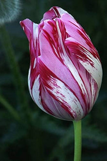Double Tulip Seeds for growers filling out the Flower Bed & Garden