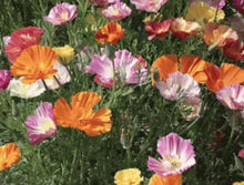 Ballerina Mix Poppy Seeds prized for elegant, Colorful Poppy Flowers
