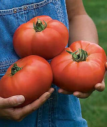 Beefsteak Tomato Seeds (Solanum lycopersicum) for a reliable harvest in the vegetable patch kitchen garden