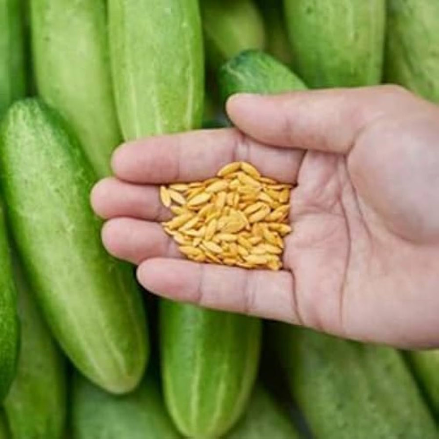 Japanese Long Cucumber – Cucumis sativus – for planting in vegetable patch
