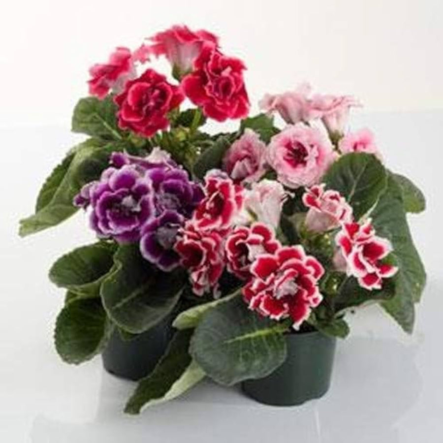 Gloxinia Brokat Seeds for stunning flower blooms