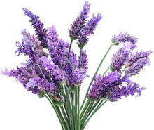 Herb Lavanda Seeds (Lavandula angustifolia) valued for fragrant, Purple Lavender Flowers
