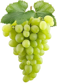 Green grape Seeds (Vitis vinifera) known for backyard vineyards