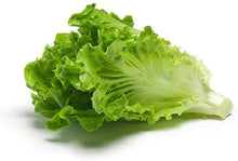 Light Green Lettuce Seeds for productive rows in the Easy to Grow, Salad Garden