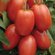 Roma VF Tomato Seeds (Solanum lycopersicum) for growers stocking the home paste tomato gardens