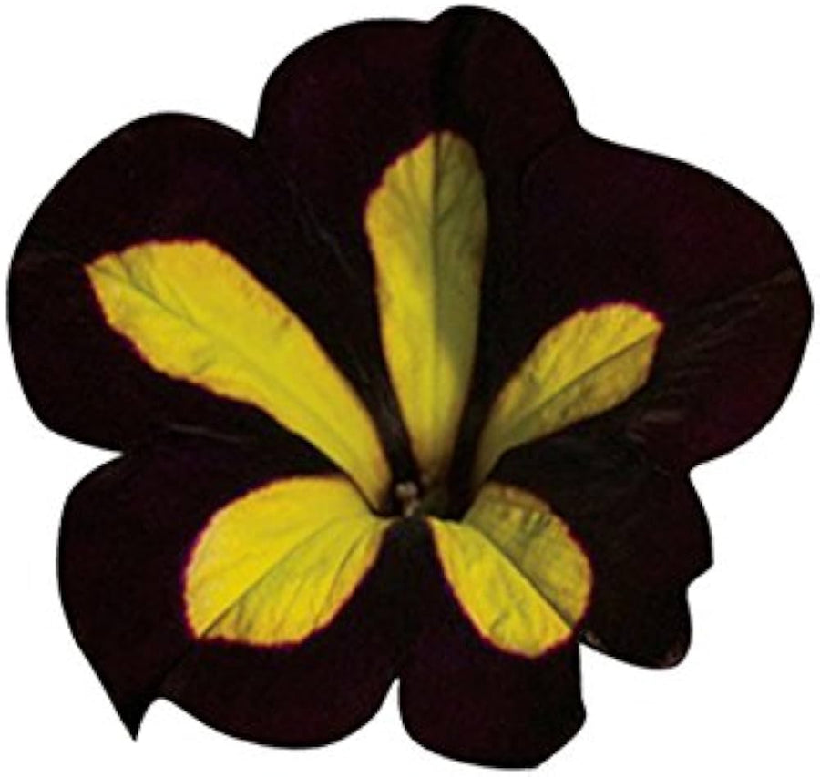 Petunia Calibrachoa Hybrida Yellow Flower Seeds for Planting – Ideal for Hanging Baskets and Sunny Garden Spots