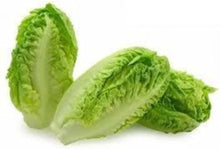 Romaine Lettuce Seeds for home growers seeking a reliable harvest