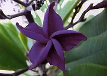 Orange Plumeria Seeds (Plumeria rubra) for gardeners building out beds and borders