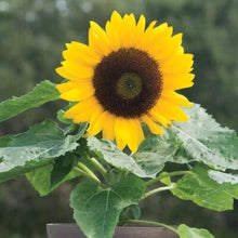 Miniature Sunflower Seeds for a lasting display in the Helianthus garden small pots