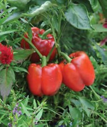 Jalapeno Pepper Seeds (Capsicum annuum) for growers stocking the backyard kitchen gardens