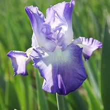 Iris Perennial Seeds (Iris spp.) for growers filling out the flower beds and ornamental gardens