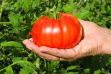 Light Gray Beef Tomato Seeds prized among growers for outdoor Greenhouseiant Tomato Trees