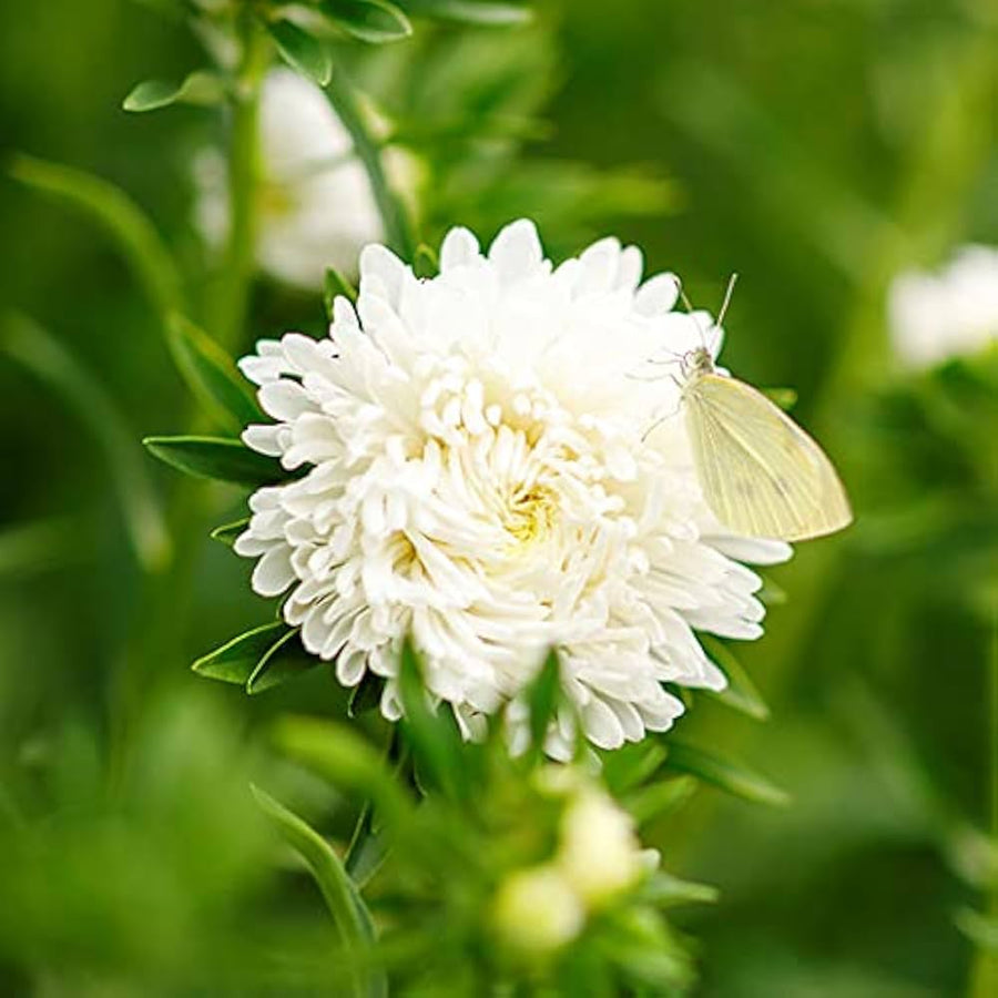 Paeony Herzogin Gelb Aster for planting in flower bed