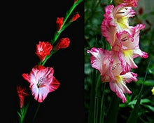 Sonnentau Clip Venus Flytrap Seeds for seasonal color across the home garden flower bed