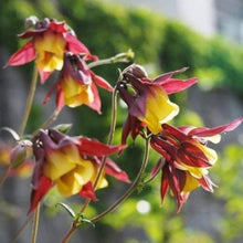 Oriental Columbine Seeds for colorful blooms in the wildflower garden