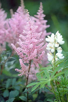 Astilbe Seeds for growers seeking a long-blooming display