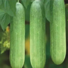 Balcony Cucumber Seeds for growers stocking the Small Gardens