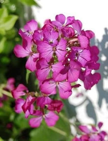Dame Der Rakete ( Perennial Rose Fuchsia Flowers Seeds for gardeners building out beds and borders