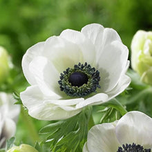 Anemone KANADA WINDFLOWER Wind WHITE PERENNIAL Blume Samen Seeds for reliable seasonal color