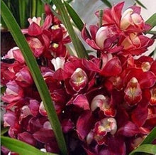 Rare Cymbidium Orchid Cymbidium Seeds for growers filling out the Flower Bed & Urban Garden