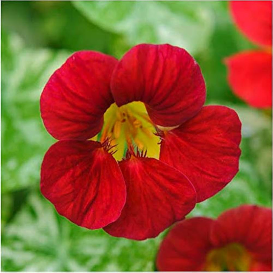 Nasturtium Flower ��������� Tropaeolum majus ��������� for planting in red garden